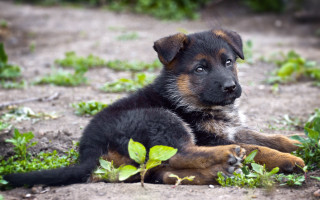 Puppy sad plant butterfly flower - a plant free wallpaper