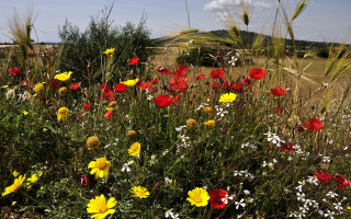Wildflowers blue sky clouds christmas - wild free wallpaper