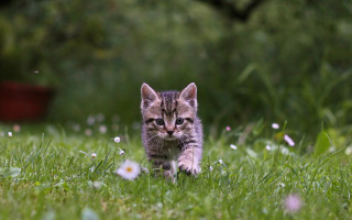 Kitten field flowers bucket tiltshift - a small kitten free wallpaper