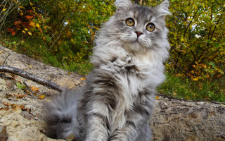 Fluffy cat rock forest regal - a fluffy cat free wallpaper