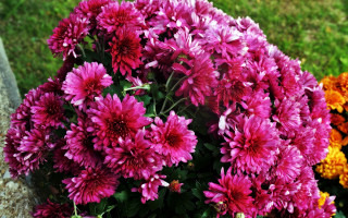 Flowers vase outdoor garden blurry - a table outside free wallpaper