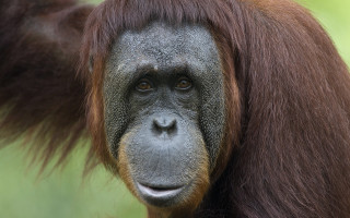 Monkey portrait brown hair green - alex petruk ape free wallpaper