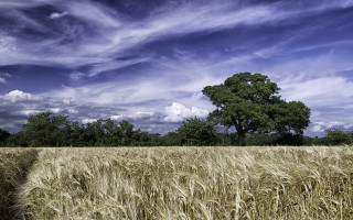 Wheat field tree blue sky - heavy grain free wallpaper