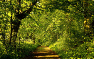 Dirt road forest path bench - forest free wallpaper