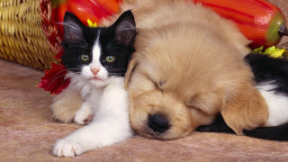 Puppy cat vegetables naive art - a floor free wallpaper for desktop