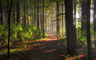 Forest path sunshine leaves nyc - a path free wallpaper