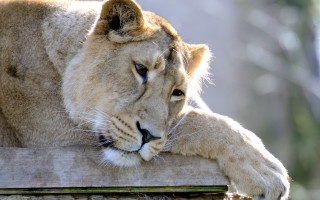 Lion resting wooden post zoo - its head on free wallpaper