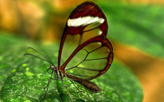 Butterfly red white wing green - amano free wallpaper