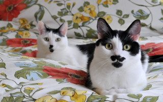 Black white cat floral bed - a black nose free wallpaper