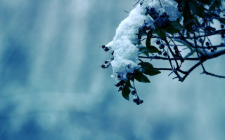 Snowy branch cloudy sky winter - cloudy free wallpaper