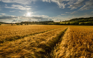 Wheat field sunset cityscape clouds - the distance behind free wallpaper
