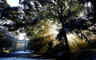 Forest bridge crepuscular rays starry - crepuscular ray free wallpaper