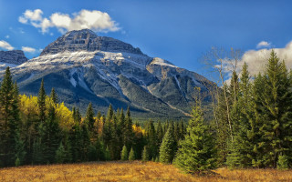 Mountain snow capped peak trees - a mountain free wallpaper