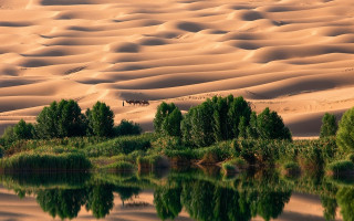 Desert river trees horse sunset - tree and grass free wallpaper