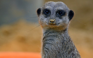 Small animal closeup furry macro - a close up free wallpaper for desktop