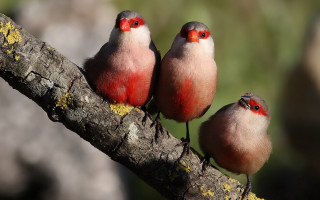 Three birds perched tree juxtaposition - three bird free wallpaper