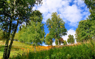 Field trees blue sky clouds 9 - impressionist free wallpaper