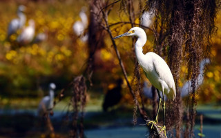 White bird branch ecological bokeh - a branch in a tree free wallpaper