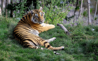 Tiger grass background tree rock - a tiger free wallpaper