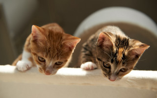 Kittens ledge room toilet animals - two kitten free wallpaper