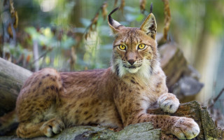 Lynx wood bernd fasching photorealistic - a lynx free wallpaper