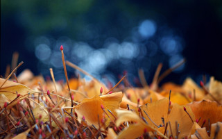 Yellow flowers red stems blurry - choi buk free wallpaper
