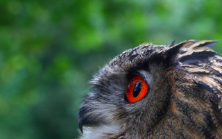Bird red eye macro focus - sharp focus free wallpaper