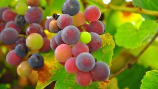 Grapes blooming leaves bee vibrant - a bunch of grapes free wallpaper