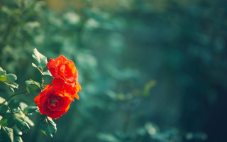 Red flower green leaves blurry 7 - a red flower free wallpaper
