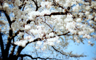 White flower tree bird blue - white flower free wallpaper for desktop