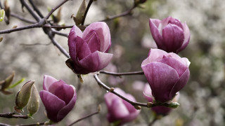 Tree purple flowers leaves blurry - the branch free wallpaper
