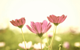 Pink flowers grass bokeh blurry - a picture free wallpaper