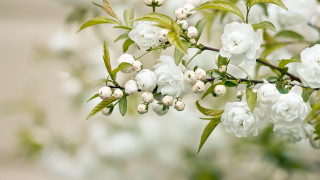 White flower branch green leaves 6 - a blurry background free wallpaper for desktop
