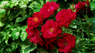 Red flowers bush green leaves - ann thetis blacker free wallpaper