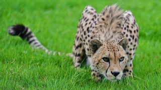 Cheetah grassy field blurry nature - sharp focus free wallpaper