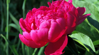 Pink rose green leaves blurry 16 - the background and a blurry background of the flower free wallpaper