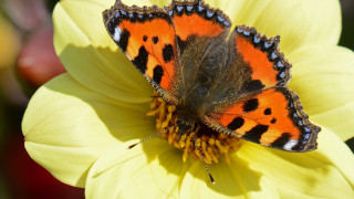 Butterfly flower yellow petals macro - art free wallpaper