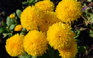 Yellow flowers garden dirt grass - dirt and grass free wallpaper