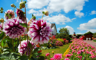 Garden flowers house blue sky - impressionist free wallpaper