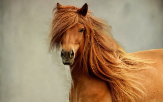 Horse flowing hair serious portrait - flowing hair free wallpaper