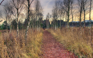 Forest path autumn cherry blossoms - tall grass and trees free wallpaper