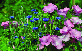 Purple flower garden blue background - eliot hodgkin free wallpaper