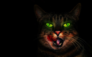 Cat green eyes bloody mouth - bloody free wallpaper