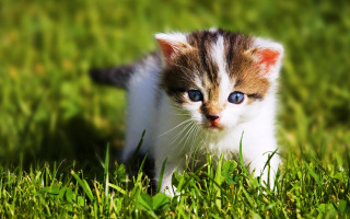 Kitten blue eyes grass sunny - a sunny day free wallpaper
