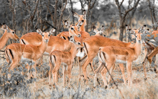 Deer herd drygrass trees bushes - a dry grass field next free wallpaper