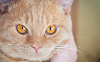 Cat yellow eyes hand closeup - symmetrical eye free wallpaper
