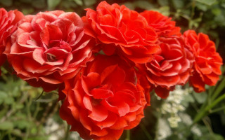 Red flowers vase outdoor bouquet - a vase free wallpaper