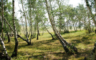 Grove trees grassy field ecological - a grove of trees free wallpaper
