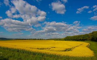 Yellow flowers blue sky path - under a blue sky free wallpaper