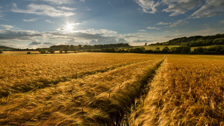 Wheat field sunset clouds cityscape - heavy grain free wallpaper